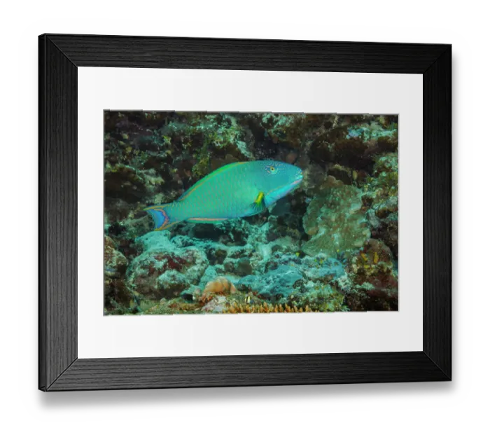 Framed Print : Two-coloured parrotfish (Cetoscarus ocellatus) terminal phase male swimming through reef, Yap, Federated States of Micronesia, Pacific Ocean Framed Print : Two-coloured parrotfish (Cetoscarus ocellatus) terminal phase male swimming through reef, Yap, Federated States of Micronesia, Pacific Ocean