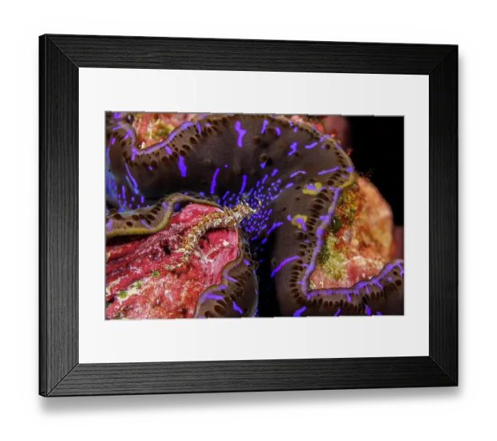 Framed Print : Blue dragon nudibranch (Pteraeolidia ianthina) looking over mantle of a Giant tridacna clam (Tridacna gigas), Yap, Micronesia, Pacific Ocean Framed Print : Blue dragon nudibranch (Pteraeolidia ianthina) looking over mantle of a Giant tridacna clam (Tridacna gigas), Yap, Micronesia, Pacific Ocean