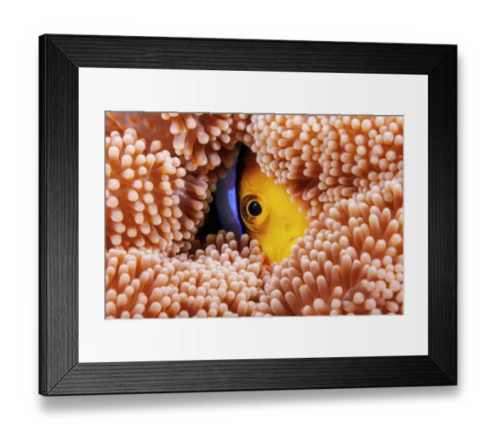 Framed Print : Clark's anemonefish (Amphiprion clarkii) hiding amongst tentacles of Merten's carpet sea anemone (Stichodactyla mertensii), Yap, Micronesia, Pacific Ocean