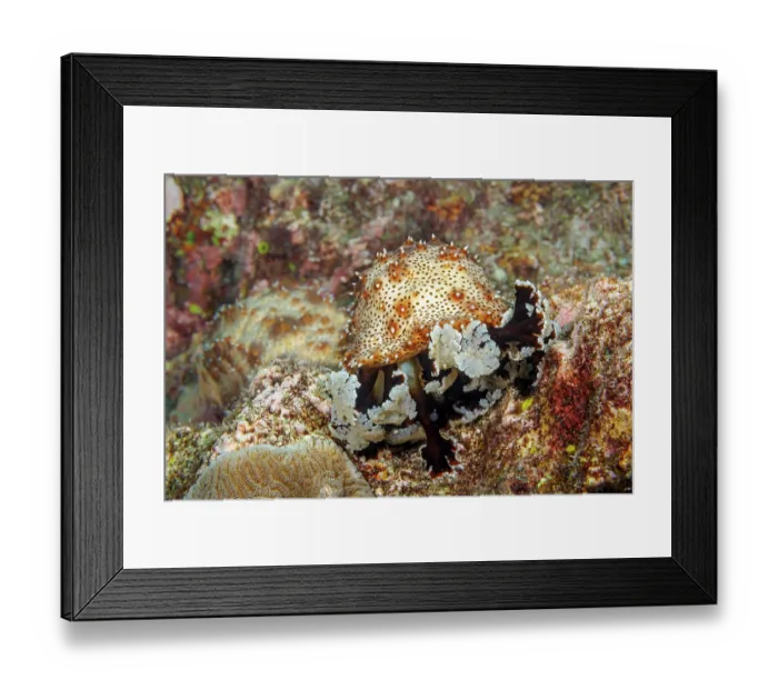 Framed Print : Graeff's sea cucumber (Pearsonothuria graeffei) feeding whilst resting on algae encrusted rocks, Yap, Micronesia, Pacific Ocean