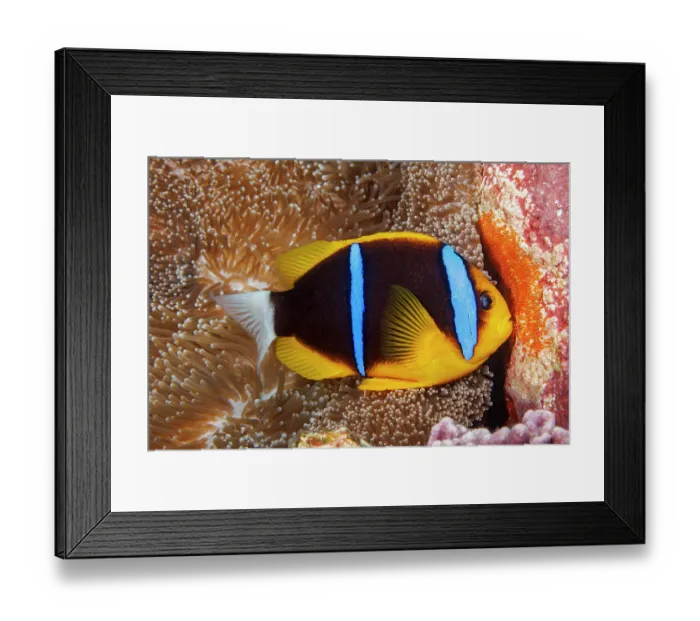 Framed Print : Clark's anemonefish (Amphiprion clarkii) female aerating egg mass beside Mertens carpet sea anemone (Stichodactyla mertensii), Yap, Federated States of Micronesia, Pacific Ocean Framed Print : Clark's anemonefish (Amphiprion clarkii) female aerating egg mass beside Mertens carpet sea anemone (Stichodactyla mertensii), Yap, Federated States of Micronesia, Pacific Ocean