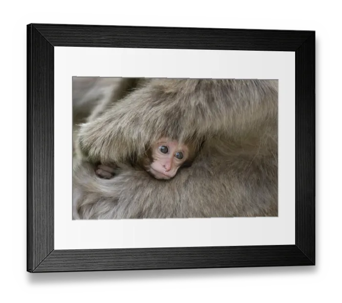Framed Print : Japanese macaque (Macaca fuscata) infant being held by mother, Jikogudani Monkey Park, Nagano Prefecture, Japan, June Framed Print : Japanese macaque (Macaca fuscata) infant being held by mother, Jikogudani Monkey Park, Nagano Prefecture, Japan, June