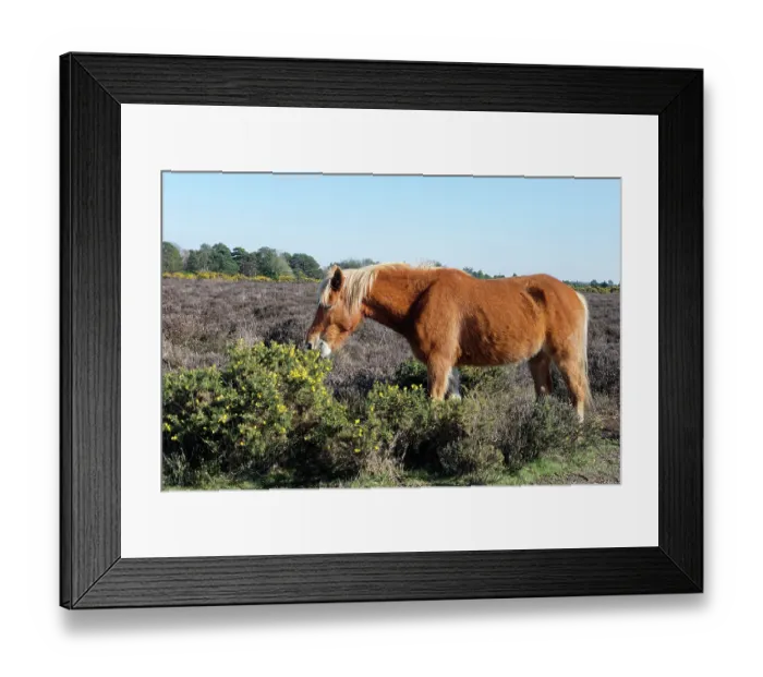 Framed Print : New Forest pony (Equus caballus) grazing on European gorse (Ulex europaeus) bush and flowers, New Forest, Hampshire, England, UK. April