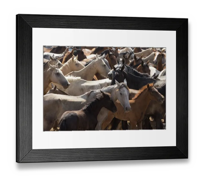 Framed Print : Retuerta hare mares and colts being herded during La Saca de Las Yeguas, Donana National Park, Andalusia, Spain, June. Herding has taken place annually since 1504 Framed Print : Retuerta hare mares and colts being herded during La Saca de Las Yeguas, Donana National Park, Andalusia, Spain, June. Herding has taken place annually since 1504