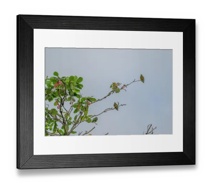 Framed Print : Three Knob-billed fruit doves (Ptilinopus insolitus) perched in tree, Mussau Island, New Ireland Province, Papua New Guinea