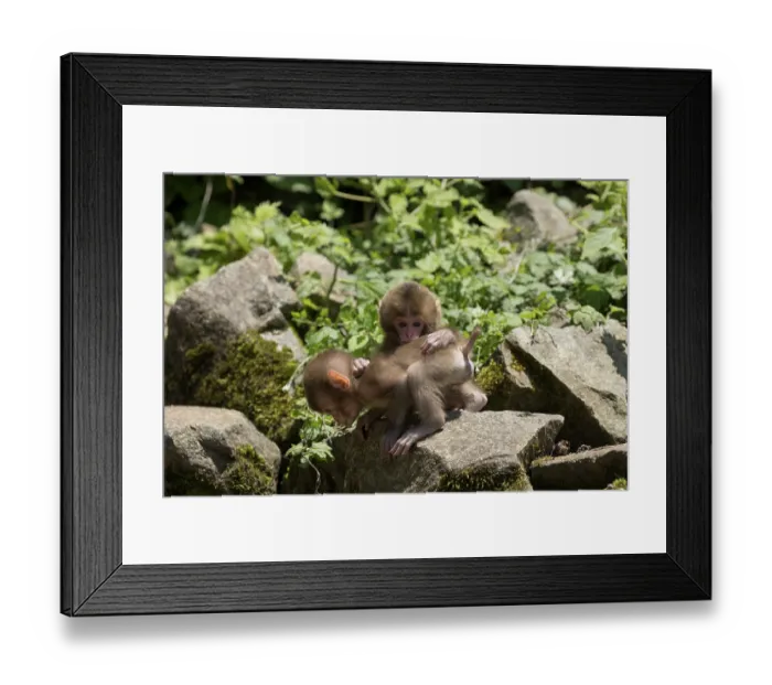 Framed Print : Japanese macaque (Macaca fuscata) infants playing, near hot springs of Jikogudani Monkey Park, Nagano Prefecture, Japan, June Framed Print : Japanese macaque (Macaca fuscata) infants playing, near hot springs of Jikogudani Monkey Park, Nagano Prefecture, Japan, June