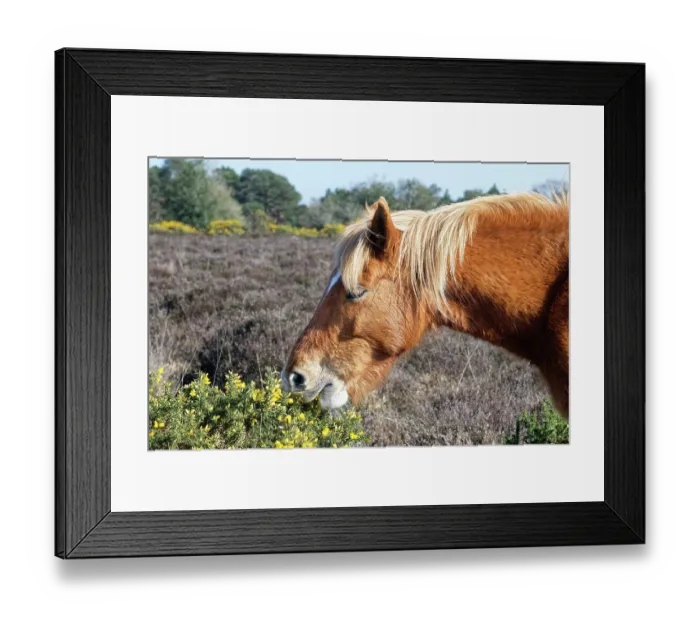 Framed Print : New Forest pony (Equus caballus) grazing on European gorse (Ulex europaeus) bush and flowers, New Forest, Hampshire, England, UK. April