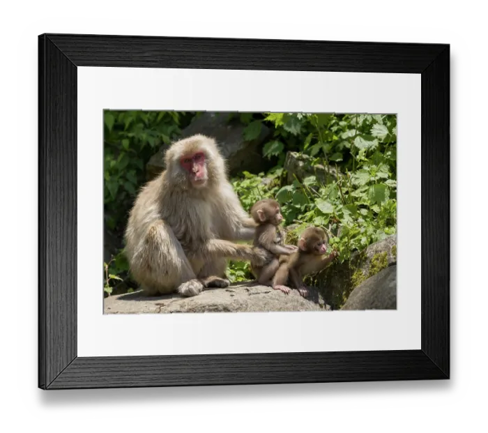 Framed Print : Japanese macaque (Macaca fuscata) female holding onto infant as it sits by another on rock by hot spring, Jikogudani Monkey Park, Nagano Prefecture, Japan, June Framed Print : Japanese macaque (Macaca fuscata) female holding onto infant as it sits by another on rock by hot spring, Jikogudani Monkey Park, Nagano Prefecture, Japan, June