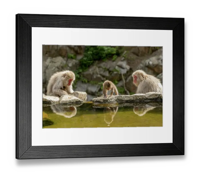 Framed Print : Japanese macaque (Macaca fuscata) infant looking into water as adults rest beside hot springs, Jikogudani Monkey Park, Nagano Prefecture, Japan, June Framed Print : Japanese macaque (Macaca fuscata) infant looking into water as adults rest beside hot springs, Jikogudani Monkey Park, Nagano Prefecture, Japan, June