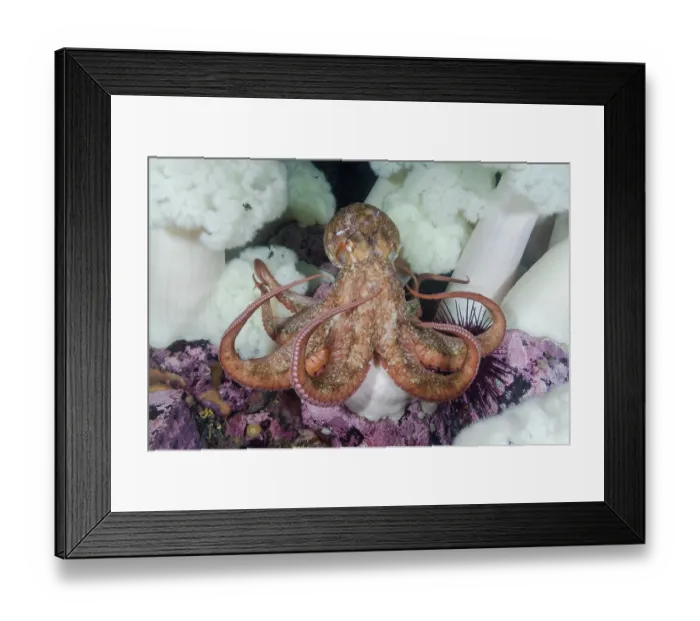 Framed Print : Giant Pacific octopus (Enteroctopus dofleini) resting amongst Giant white plumed anemones (Metridium giganteum) beside Sea urchin (Echinoidea), Race Rocks, Vancouver Island Framed Print : Giant Pacific octopus (Enteroctopus dofleini) resting amongst Giant white plumed anemones (Metridium giganteum) beside Sea urchin (Echinoidea), Race Rocks, Vancouver Island