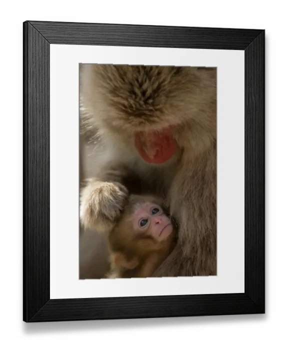 Framed Print : Japanese macaque (Macaca fuscata) infant being groomed by mother, Jikogudani Monkey Park, Nagano Prefecture, Japan, June Framed Print : Japanese macaque (Macaca fuscata) infant being groomed by mother, Jikogudani Monkey Park, Nagano Prefecture, Japan, June