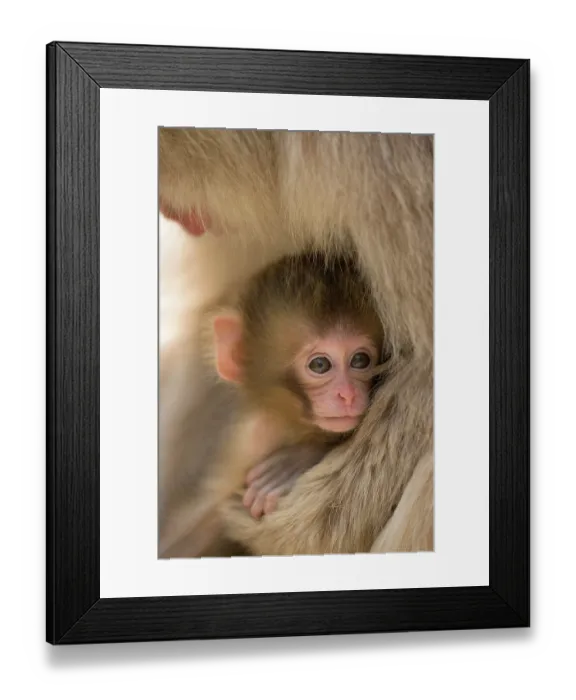 Framed Print : Japanese macaque (Macaca fuscata) infant being held by mother, Jikogudani Monkey Park, Nagano Prefecture, Japan, June Framed Print : Japanese macaque (Macaca fuscata) infant being held by mother, Jikogudani Monkey Park, Nagano Prefecture, Japan, June