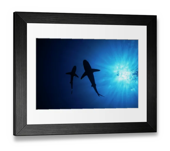Framed Print : Two Grey reef sharks (Carcharhinus amblyrhynchos) swimming beneath waters surface, Yap, Micronesia, Pacific Ocean Framed Print : Two Grey reef sharks (Carcharhinus amblyrhynchos) swimming beneath waters surface, Yap, Micronesia, Pacific Ocean