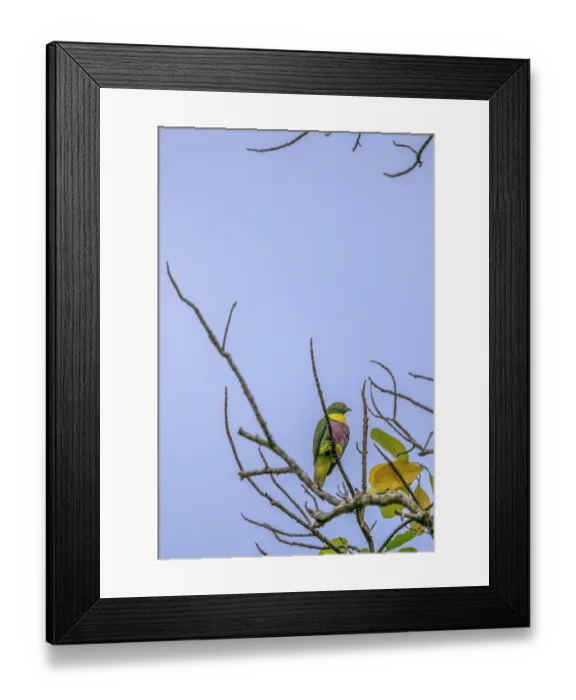 Framed Print : Yellow-bibbed fruit-dove (Ptilinopus solomonensis) perched in tree, Mussau Island, New Ireland Province, Papua New Guinea Framed Print : Yellow-bibbed fruit-dove (Ptilinopus solomonensis) perched in tree, Mussau Island, New Ireland Province, Papua New Guinea