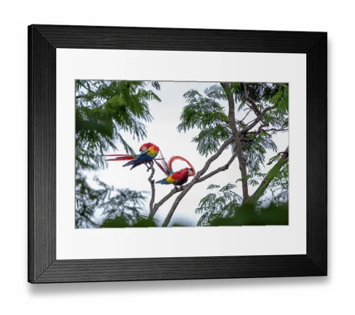 Framed Print : Scarlet macaws (Ara macao) pair, perched on tree preening, Punta Islita, Nicoya Peninsula, Costa Rica Framed Print : Scarlet macaws (Ara macao) pair, perched on tree preening, Punta Islita, Nicoya Peninsula, Costa Rica