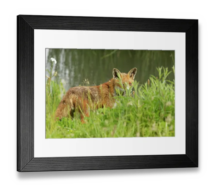 Framed Print : Red fox (Vulpes vulpes) hunting, possibly for nesting ducks, on the margins of a pond bordering marshy pasture land, Gloucestershire, England, UK. June Framed Print : Red fox (Vulpes vulpes) hunting, possibly for nesting ducks, on the margins of a pond bordering marshy pasture land, Gloucestershire, England, UK. June