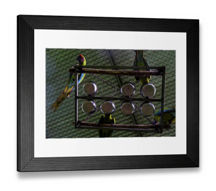 Framed Print : Four Great green macaws (Ara ambiguus) perched on feeder in cage, Punta Islita, Nicoya Peninsula, Costa Rica. Captive. Critically endangered
