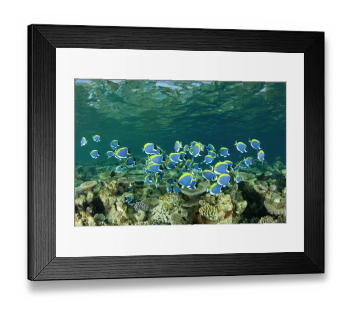 Framed Print : Powder-blue surgeonfish (Acanthurus leucosternon) shoal swimming above coral reef, Maldives, Indian Ocean Framed Print : Powder-blue surgeonfish (Acanthurus leucosternon) shoal swimming above coral reef, Maldives, Indian Ocean