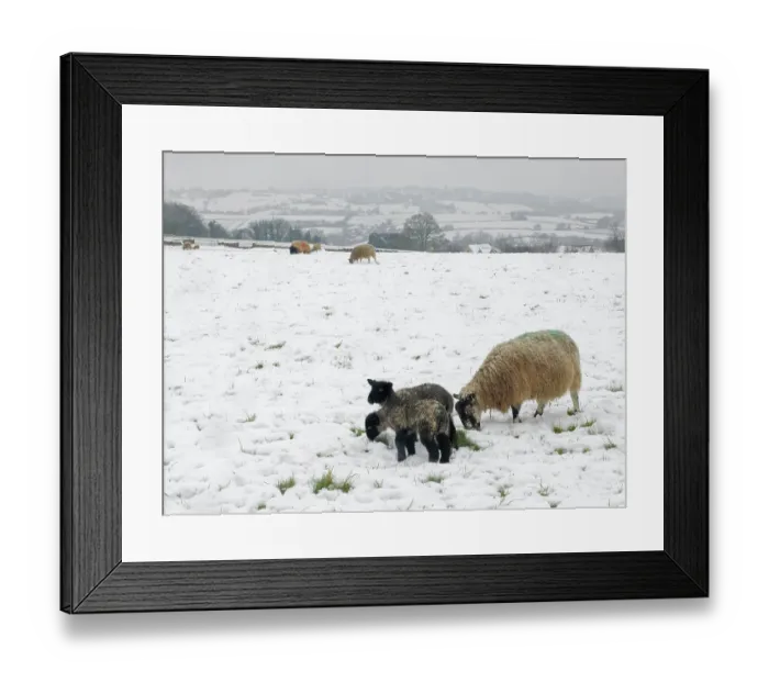 Framed Print : Sheep (Ovis aries) ewe and lambs grazing grass on snow covered pasture land, Wiltshire, England, UK. March Framed Print : Sheep (Ovis aries) ewe and lambs grazing grass on snow covered pasture land, Wiltshire, England, UK. March