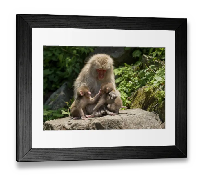 Framed Print : Japanese macaque (Macaca fuscata) infants playing in front of female near hot springs of Jikogudani Monkey Park, Nagano Prefecture, Japan, June Framed Print : Japanese macaque (Macaca fuscata) infants playing in front of female near hot springs of Jikogudani Monkey Park, Nagano Prefecture, Japan, June