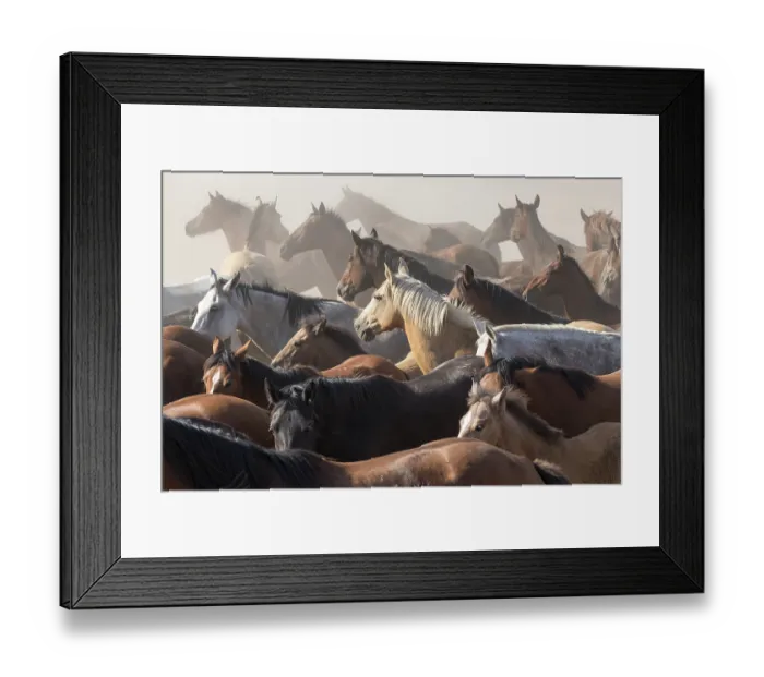Framed Print : Retuerta horse mares and colts being herded during La Saca de Las Yeguas, Donana National Park, Andalusia, Spain, June. Herding has taken place annually since 1504 Framed Print : Retuerta horse mares and colts being herded during La Saca de Las Yeguas, Donana National Park, Andalusia, Spain, June. Herding has taken place annually since 1504