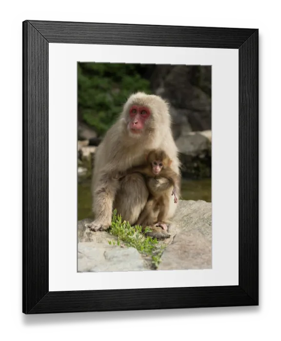Framed Print : Japanese macaque (Macaca fuscata) newborn being held by mother beside hot springs, Jikogudani Monkey Park, Nagano Prefecture, Japan, June Framed Print : Japanese macaque (Macaca fuscata) newborn being held by mother beside hot springs, Jikogudani Monkey Park, Nagano Prefecture, Japan, June