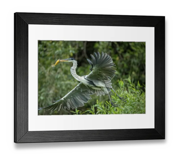 Framed Print : Cocoi heron (Ardea cocoi) in flight carrying fish prey in beak, Pantanal wetlands, Mato Grosso, Brazil Framed Print : Cocoi heron (Ardea cocoi) in flight carrying fish prey in beak, Pantanal wetlands, Mato Grosso, Brazil