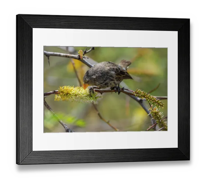 Framed Print : Darwin's small ground finch (Geospiza fuliginosa) feeding on nectar from Prosopis thorn bush (Prosopis sp.) in arid coastal vegetation, San Cristobal Island, Galapagos Islands Framed Print : Darwin's small ground finch (Geospiza fuliginosa) feeding on nectar from Prosopis thorn bush (Prosopis sp.) in arid coastal vegetation, San Cristobal Island, Galapagos Islands
