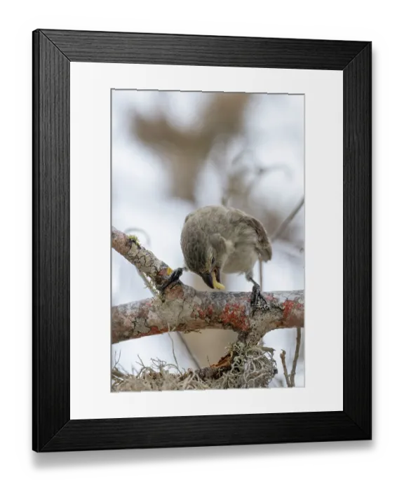 Framed Print : Darwin's large tree finch (Camarhynchus psittacula) hunting for wood-boring insects by cracking and peeling dead Palo Santo tree (Bursera graveolens) Framed Print : Darwin's large tree finch (Camarhynchus psittacula) hunting for wood-boring insects by cracking and peeling dead Palo Santo tree (Bursera graveolens)