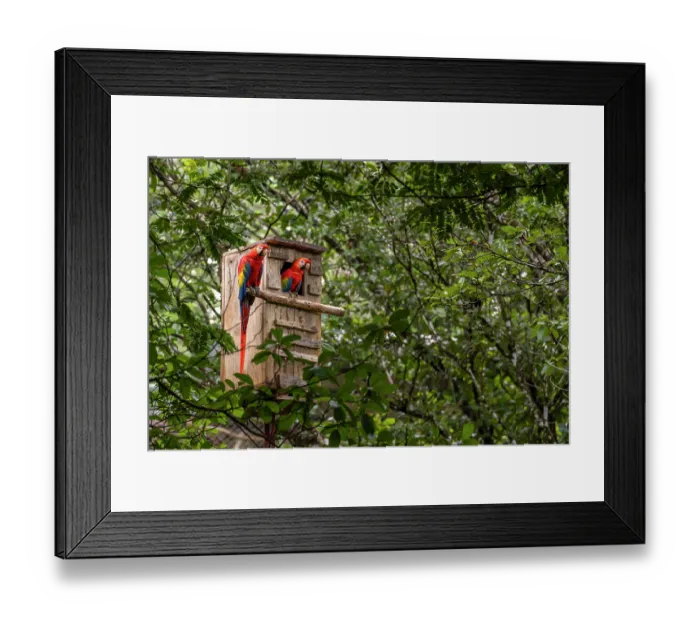 Framed Print : Scarlet macaws (Ara macao) pair, perched in an artificial nest box. Punta Islita, Nicoya Peninsula, Costa Rica Framed Print : Scarlet macaws (Ara macao) pair, perched in an artificial nest box. Punta Islita, Nicoya Peninsula, Costa Rica