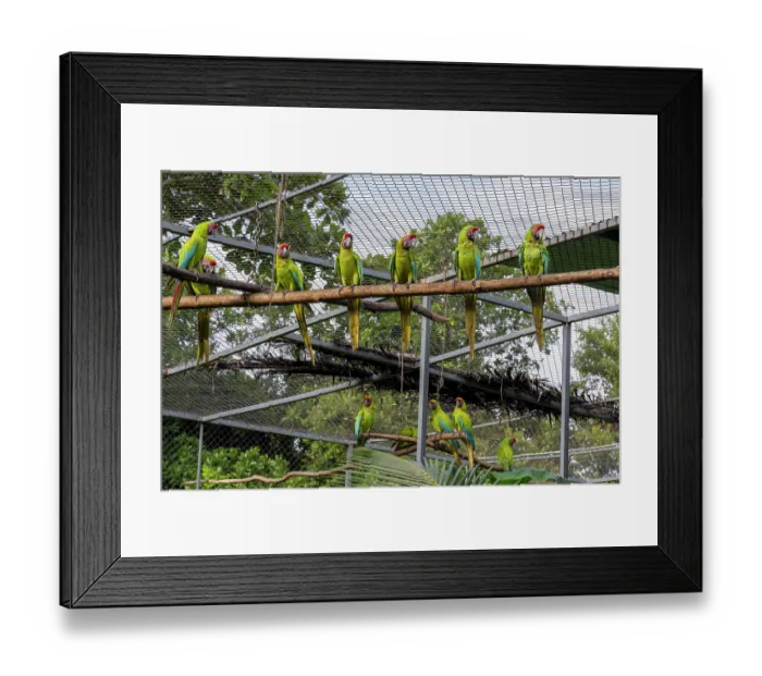 Framed Print : Group of Great green macaws (Ara ambiguus or ara ambigua)