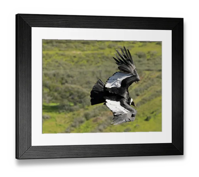 Framed Print : Andean condor (Vultur gryphus) female, in flight, Olga Teresa Estancia, oustide of Punta Arenas, southern Chile Framed Print : Andean condor (Vultur gryphus) female, in flight, Olga Teresa Estancia, oustide of Punta Arenas, southern Chile
