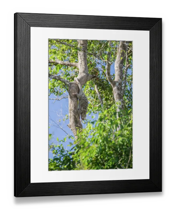 Framed Print : Brazilian porcupine (Coendou prehensilis) climbing down tree trunk, Pantanal, Mato Grosso do Sul, Brazil Framed Print : Brazilian porcupine (Coendou prehensilis) climbing down tree trunk, Pantanal, Mato Grosso do Sul, Brazil