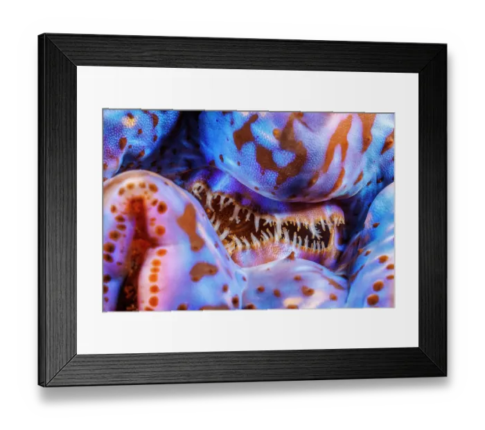 Framed Print : Close-up of mouth of Boring giant clam (Tridacna crocea), Yap, Federated States of Micronesia, Pacific Ocean Framed Print : Close-up of mouth of Boring giant clam (Tridacna crocea), Yap, Federated States of Micronesia, Pacific Ocean