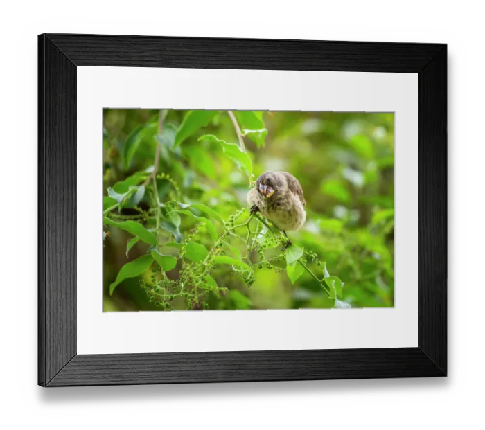 Framed Print : Darwin's medium ground finch (Geospiza fortis) feeding on unripe Soldierbush (Tournefortia sp.) berries in arid coastal vegetation, Santa Cruz Island, Galapagos Islands Framed Print : Darwin's medium ground finch (Geospiza fortis) feeding on unripe Soldierbush (Tournefortia sp.) berries in arid coastal vegetation, Santa Cruz Island, Galapagos Islands