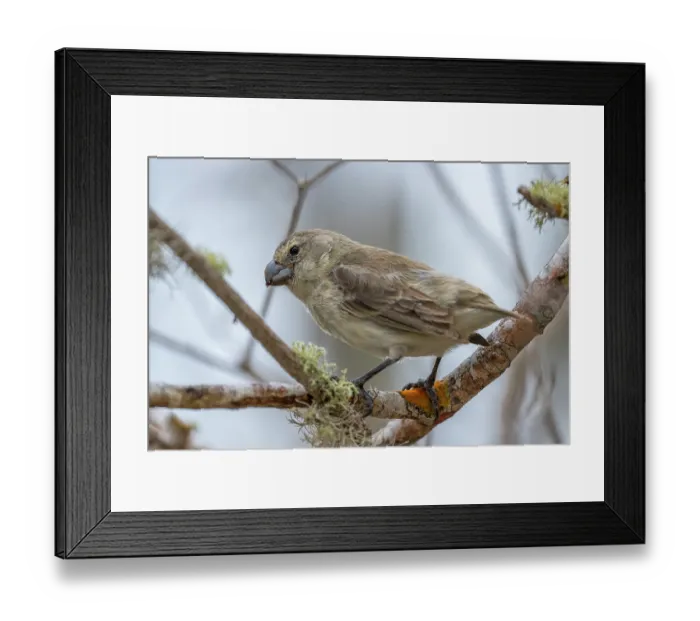 Framed Print : Darwin's large tree finch (Camarhynchus psittacula) perched on branch, breeding adult (black beak), Santa Cruz Island, Galapagos Islands