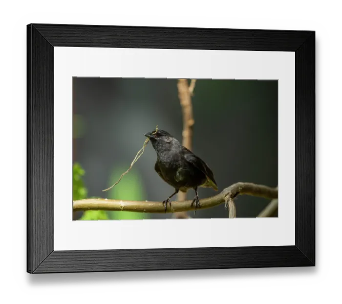 Framed Print : Darwin's small ground finch (Geospiza fuliginosa) male, perched on branch with nesting material in beak, Santa Cruz Island, Galapagos Islands Framed Print : Darwin's small ground finch (Geospiza fuliginosa) male, perched on branch with nesting material in beak, Santa Cruz Island, Galapagos Islands