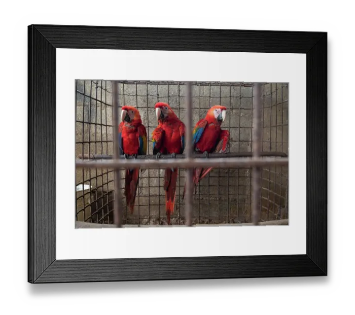 Framed Print : Three Scarlet macaws (Ara macao) juveniles, perched in cage prior to release, Alvaro Farm, Rio Cuarto, Grecia, Costa Rica. Captive Framed Print : Three Scarlet macaws (Ara macao) juveniles, perched in cage prior to release, Alvaro Farm, Rio Cuarto, Grecia, Costa Rica. Captive