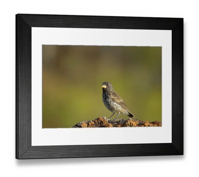 Framed Print : Darwin's small ground finch (Geospiza fuliginosa) juvenile, portrait, Tagus Cove, Isabela Island, Galapagos Islands Framed Print : Darwin's small ground finch (Geospiza fuliginosa) juvenile, portrait, Tagus Cove, Isabela Island, Galapagos Islands
