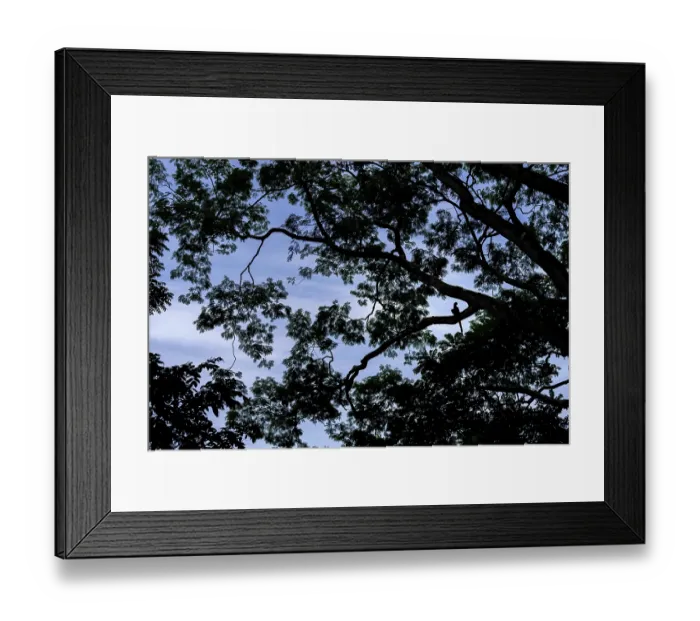 Framed Print : Scarlet macaw (Ara macao) perched in tree, silhouetted, Punta Islita, Nicoya Peninsula, Costa Rica Framed Print : Scarlet macaw (Ara macao) perched in tree, silhouetted, Punta Islita, Nicoya Peninsula, Costa Rica