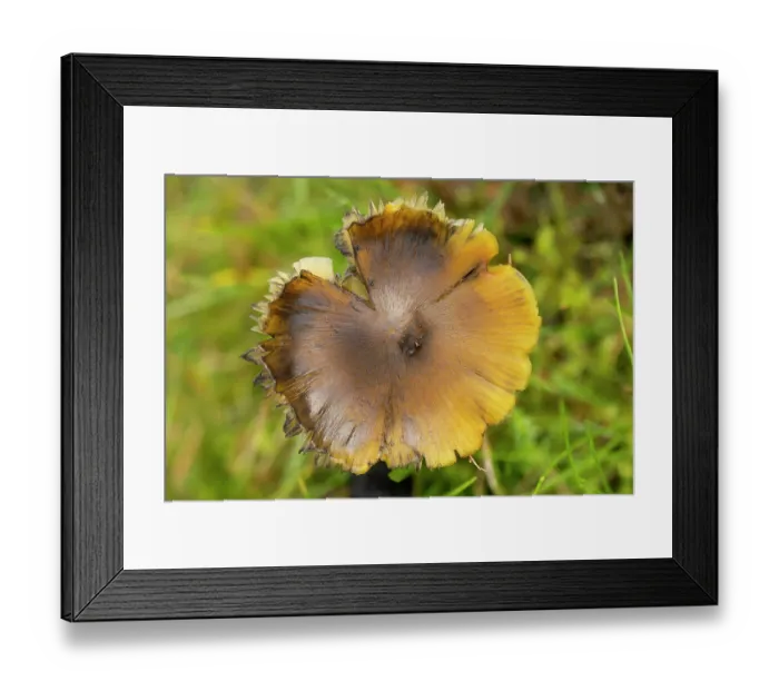 Framed Print : Blackening waxcap (Hygrocybe conica) cap beginning to darken, acidic grassland, Titterstone Clee Hill, Shropshire, England, UK. October