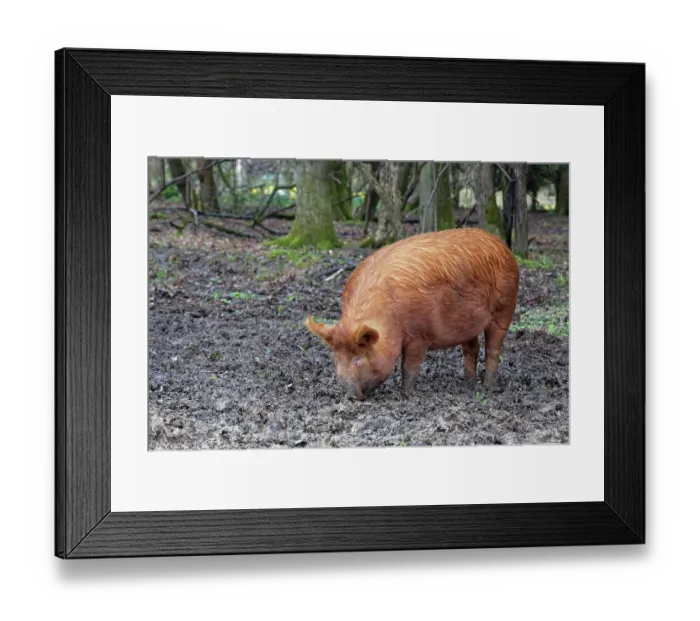 Framed Print : Tamworth pig (Sus domesticus) rooting with its snout for food including fallen acorns in muddy woodland, Knepp Estate, Sussex, England, UK. March Framed Print : Tamworth pig (Sus domesticus) rooting with its snout for food including fallen acorns in muddy woodland, Knepp Estate, Sussex, England, UK. March