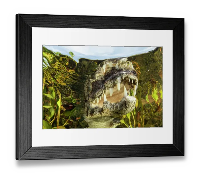 Framed Print : RF - Spectacled caiman (Caiman crocodilus) underwater portrait, Pantanal, Mato Grosso, Brazil. (This image may be licensed either as rights managed or royalty free.) Framed Print : RF - Spectacled caiman (Caiman crocodilus) underwater portrait, Pantanal, Mato Grosso, Brazil. (This image may be licensed either as rights managed or royalty free.)