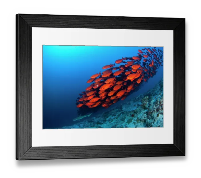 Framed Print : Crescent-tail bigeye (Priacanthus hamrur) shoal swimming over reef with White-tipped reef shark (Triaenodon obesus) behind, Maldives, Indian Ocean Framed Print : Crescent-tail bigeye (Priacanthus hamrur) shoal swimming over reef with White-tipped reef shark (Triaenodon obesus) behind, Maldives, Indian Ocean
