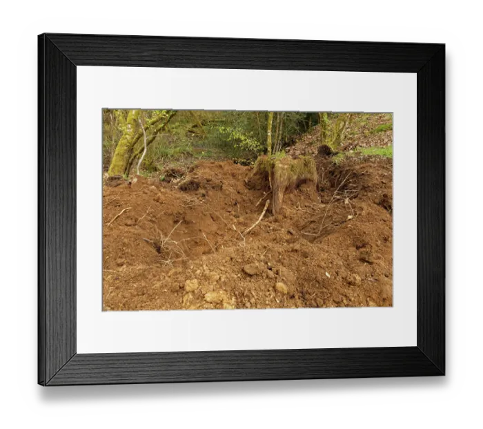 Framed Print : Deep excavation around a rotting tree stump made by a Wild boar (Sus scrofa) rooting for food, Forest of Dean, Gloucestershire, England, UK. May Framed Print : Deep excavation around a rotting tree stump made by a Wild boar (Sus scrofa) rooting for food, Forest of Dean, Gloucestershire, England, UK. May
