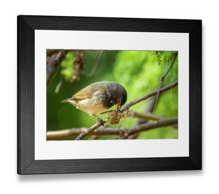 Framed Print : Darwin's small tree finch (Camarhynchus parvulus) male, feeding on Scalesia seed head in arid coastal vegetation, Santa Cruz Island, Galapagos Islands Framed Print : Darwin's small tree finch (Camarhynchus parvulus) male, feeding on Scalesia seed head in arid coastal vegetation, Santa Cruz Island, Galapagos Islands
