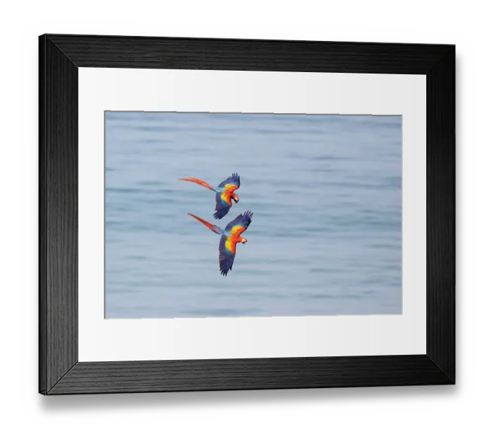 Framed Print : Two Scarlet macaws (Ara macao) in flight, Corcovado, Costa Rica