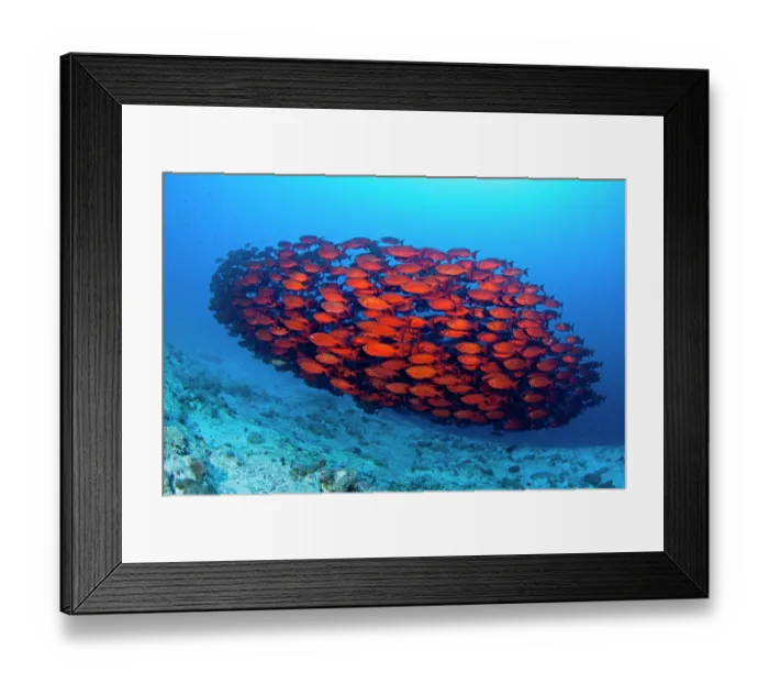 Framed Print : Crescent-tail bigeye (Priacanthus hamrur) shoal swimming over reef, Maldives, Indian Ocean Framed Print : Crescent-tail bigeye (Priacanthus hamrur) shoal swimming over reef, Maldives, Indian Ocean