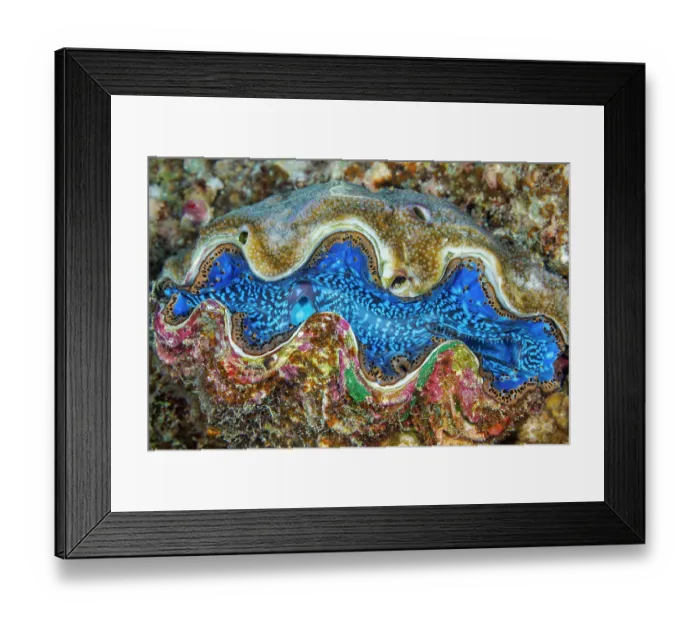Framed Print : Fluted giant clam (Tridacna squamosa) on algae encrusted rock, Yap, Federated States of Micronesia, Pacific Ocean