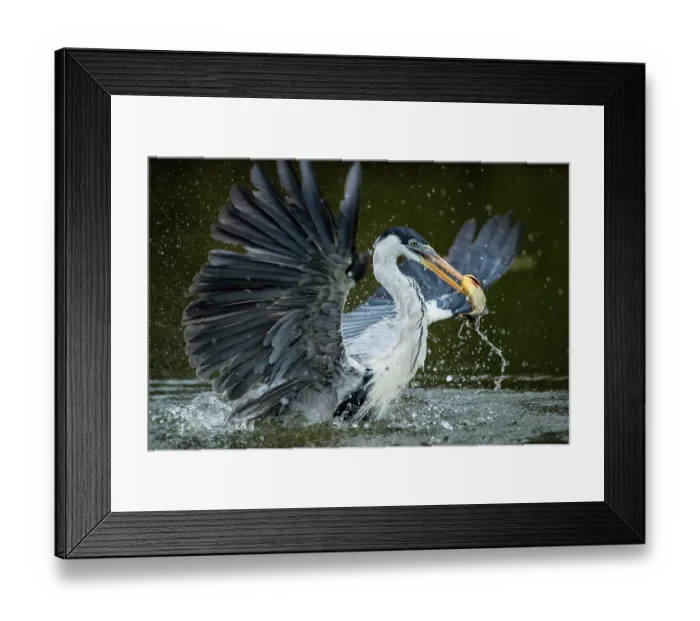 Framed Print : Cocoi heron (Ardea cocoi) fishing in river, Pantanal wetlands, Mato Grosso, Brazil Framed Print : Cocoi heron (Ardea cocoi) fishing in river, Pantanal wetlands, Mato Grosso, Brazil